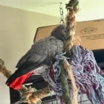Apollo — Male Congo African Grey For Sale | 16 weeks