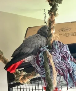 Apollo — Male Congo African Grey For Sale | 16 weeks
