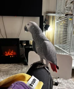 Apollo