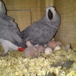 parrot eggs