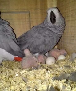 parrot eggs