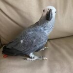 Ivy — Female Timneh African Grey For Sale | 12 weeks