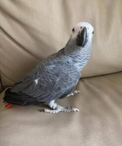 Ivy — Female Timneh African Grey For Sale | 12 weeks