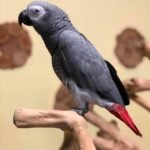 King — Male Congo African Grey For Sale | 20 weeks