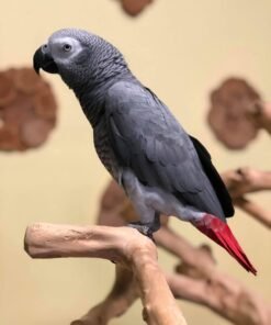 King — Male Congo African Grey For Sale | 20 weeks