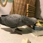 Luna — Female Congo African Grey For Sale | 12 weeks