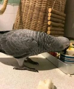 Luna — Female Congo African Grey For Sale | 12 weeks
