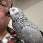 Nova — Female Congo African Grey For Sale | 11 weeks