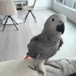 Pearl — Female Congo African Grey For Sale | 15 weeks