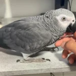 Ruby — Female Timneh African Grey For Sale | 11 weeks