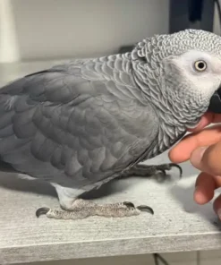 Ruby — Female Timneh African Grey For Sale | 11 weeks
