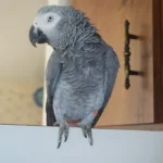 Sage — Male Timneh African Grey For Sale | 13 weeks