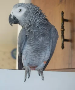 Sage — Male Timneh African Grey For Sale | 13 weeks