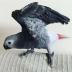 Stella