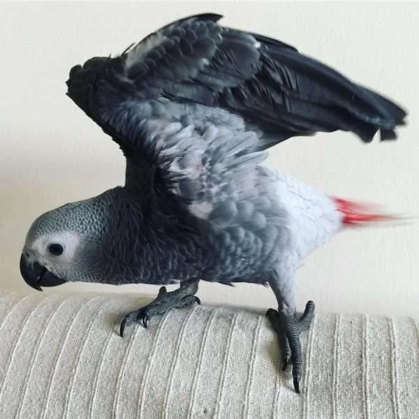 Stella