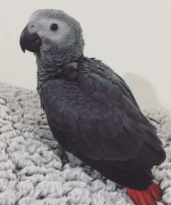 Stella