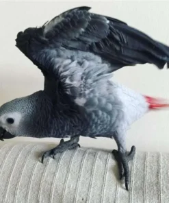 Stella — Female Congo African Grey For Sale | 13 weeks