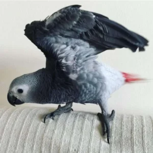 Stella — Female Congo African Grey For Sale | 13 weeks