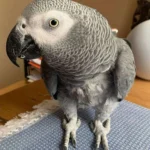 Storm — Male Timneh African Grey For Sale | 17 weeks