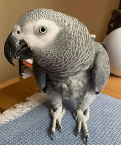 Storm — Male Timneh African Grey For Sale | 17 weeks