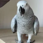 Titan — Male Congo African Grey For Sale | 18 weeks
