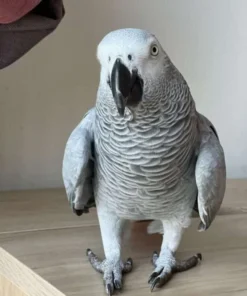 Titan — Male Congo African Grey For Sale | 18 weeks