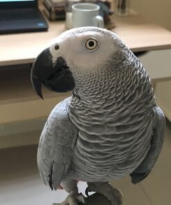 Zeus