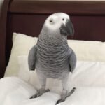 Zeus — Male Congo African Grey For Sale | 14 weeks