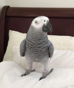 Zeus — Male Congo African Grey For Sale | 14 weeks